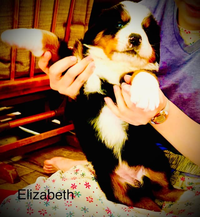 Allison’s Bigger Bernese 330 260 2602 media 21