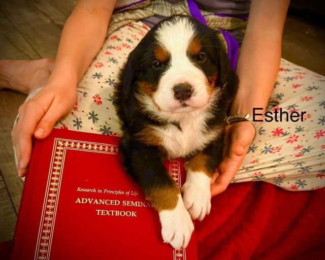 Allison’s Bigger Bernese 330 260 2602 media 22