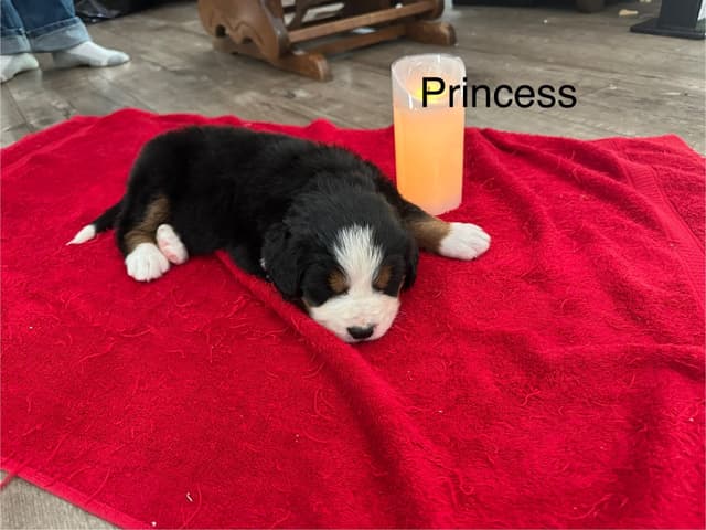 Allison’s Bigger Bernese 330 260 2602 media 25