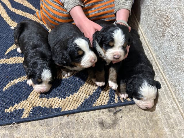 Allison’s Bigger Bernese 330 260 2602 media 26