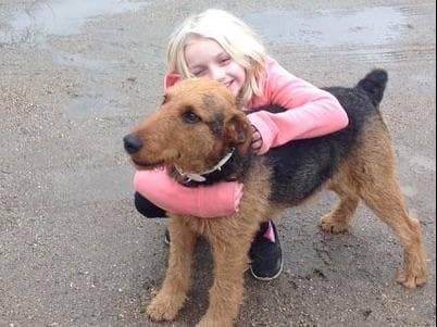 Airedale Terrier Puppies breeder image 1