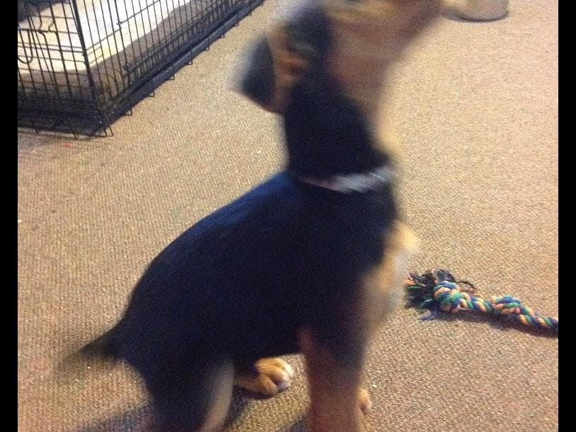 Airedale Terrier Puppies breeder image 5