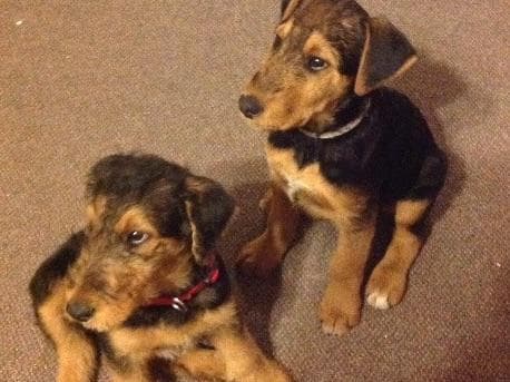 Airedale Terrier Puppies breeder image 6