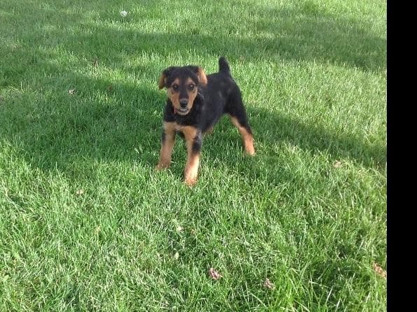 Airedale Terrier Puppies breeder image 4
