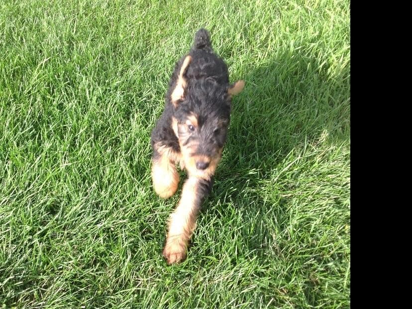 Airedale Terrier Puppies breeder image 3