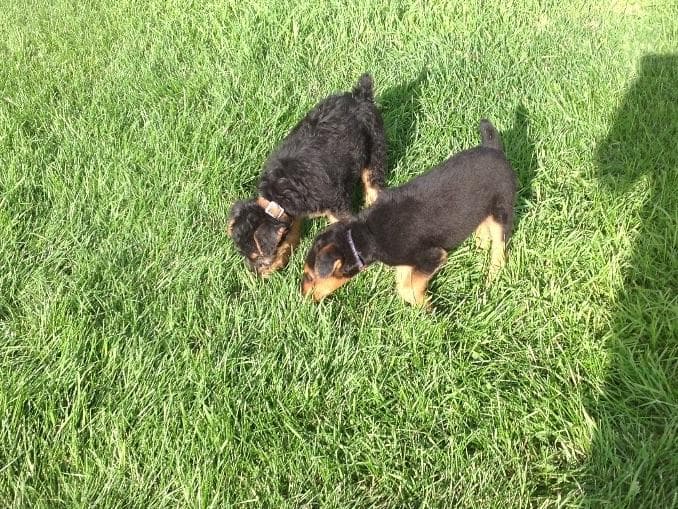 Airedale Terrier Puppies breeder image 2