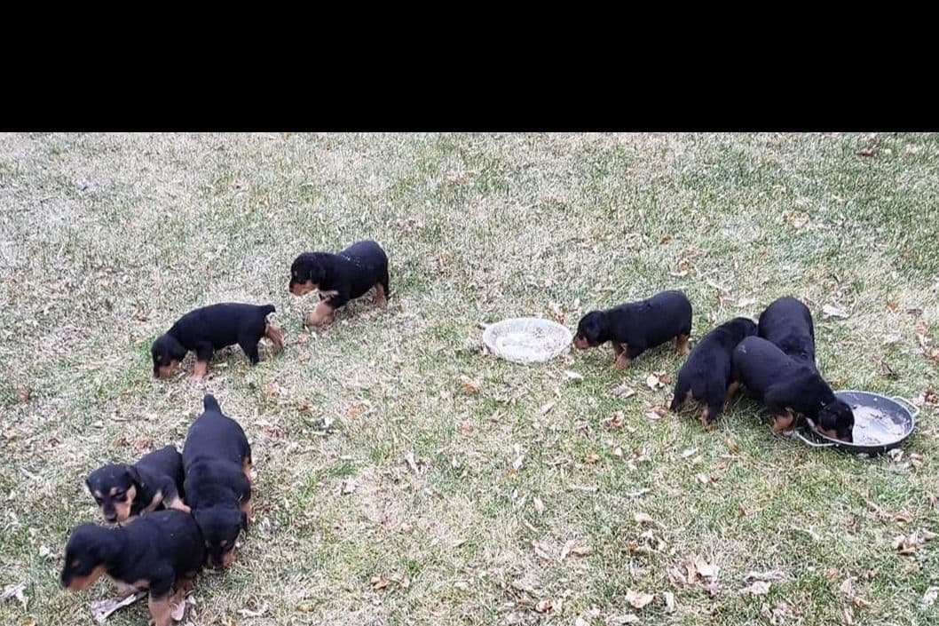 Airedale Terrier Puppies breeder image 8
