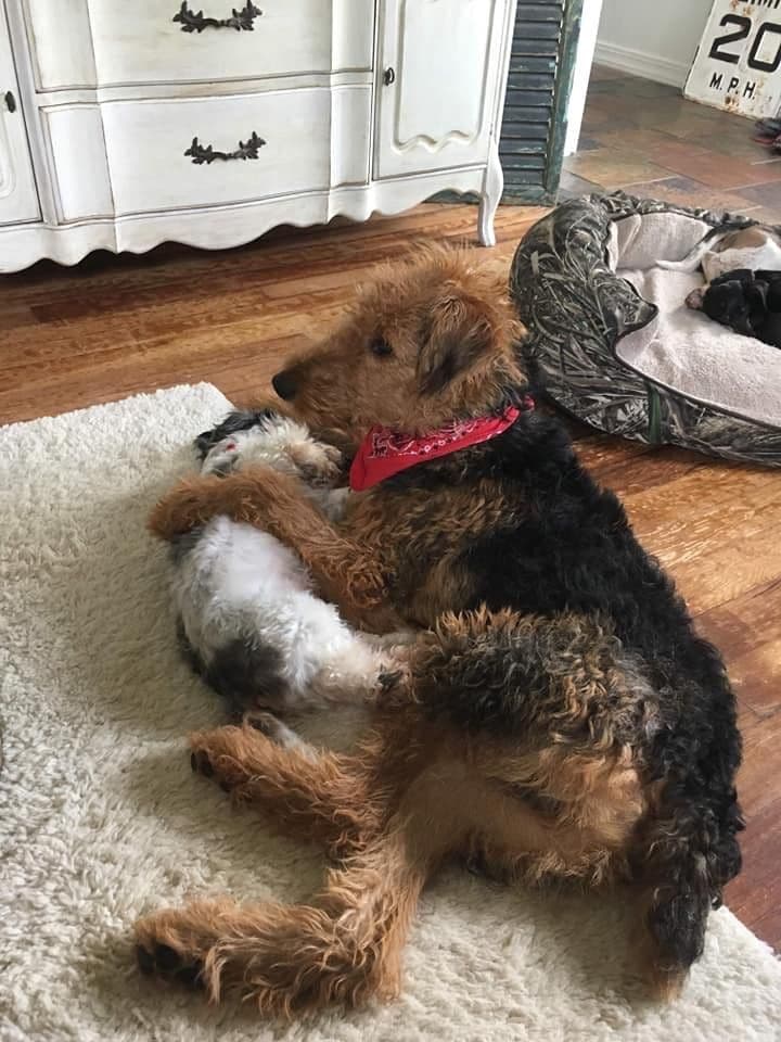 Airedale Terrier Puppies breeder image 10
