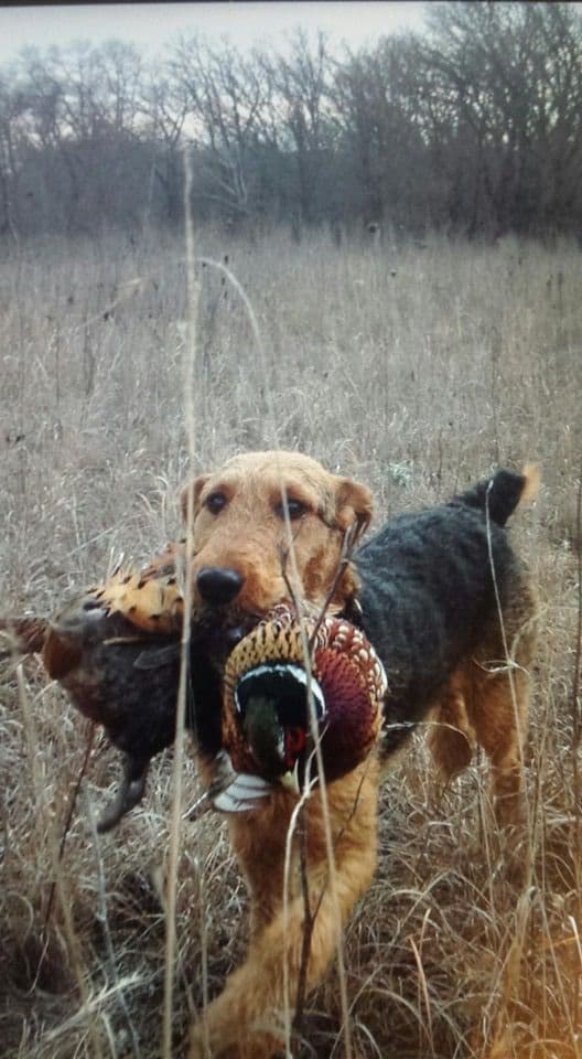 Airedale Terrier Puppies breeder image 11
