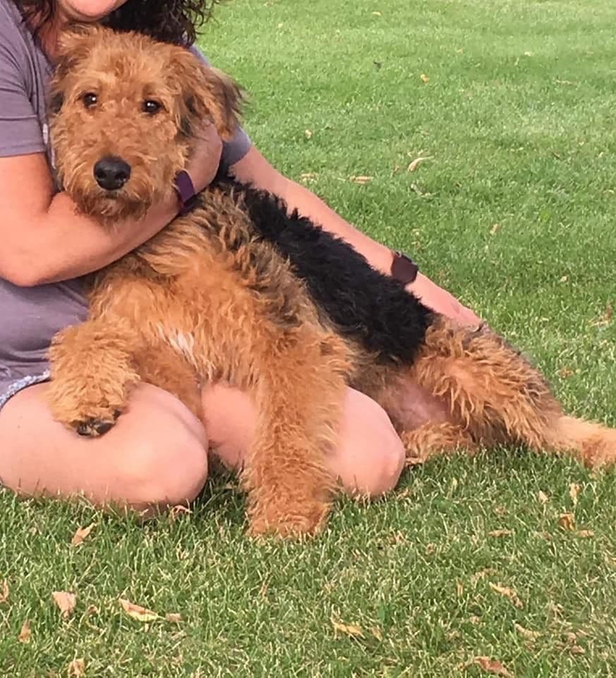 Airedale Terrier Puppies breeder image 12