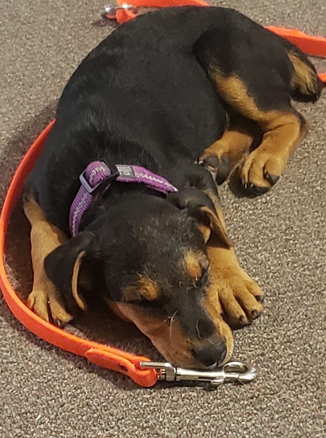 Airedale Terrier Puppies breeder image 13