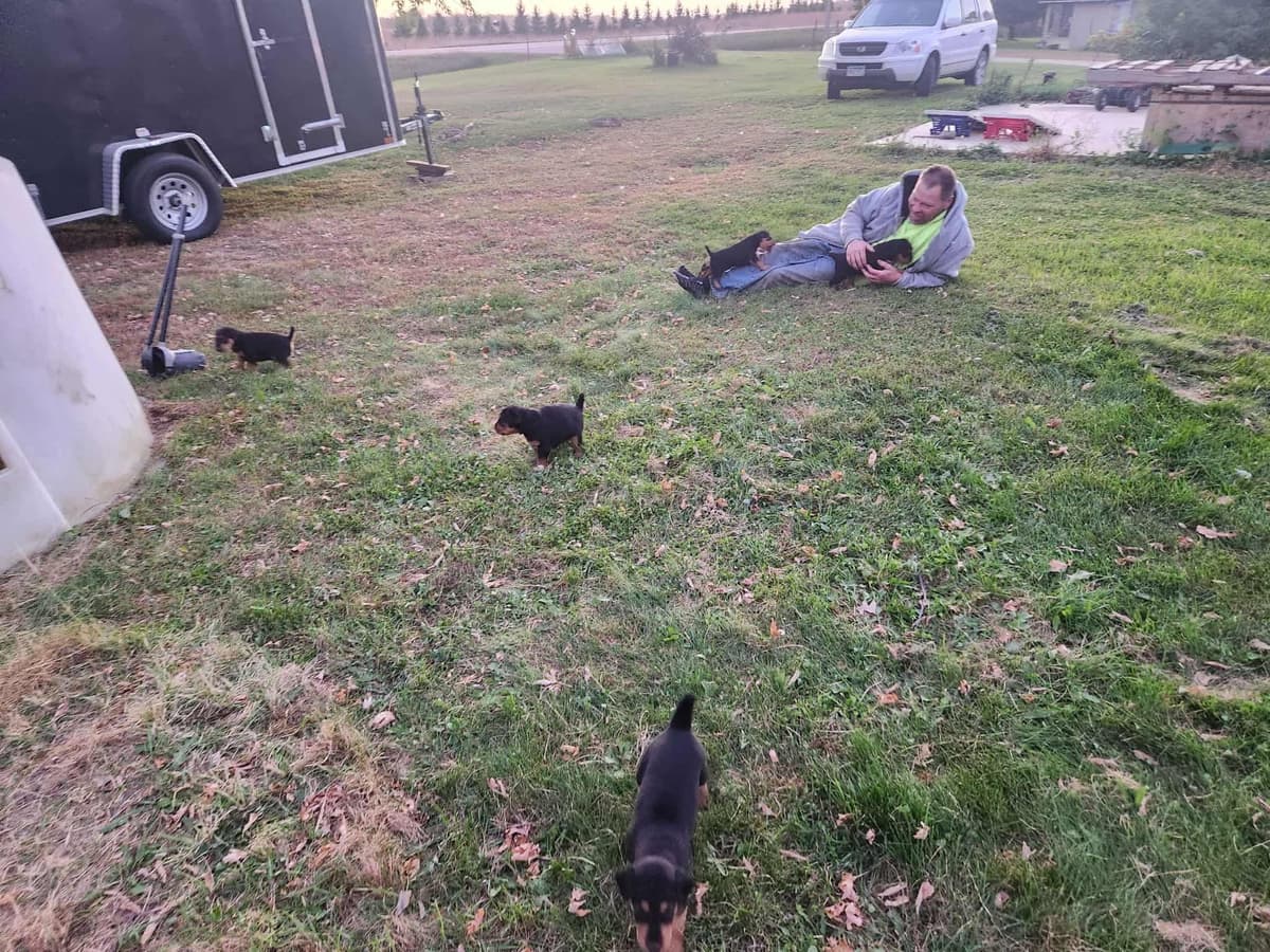 Airedale Terrier Puppies breeder image 15