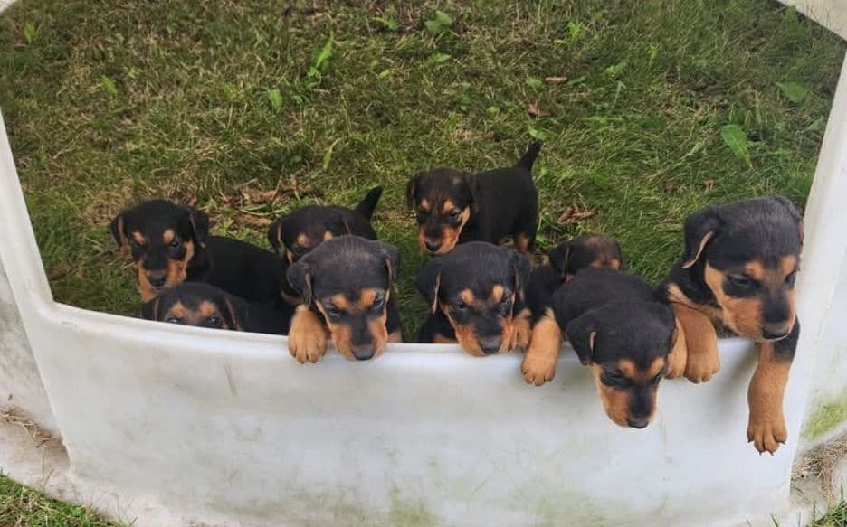 Airedale Terrier Puppies breeder image 16