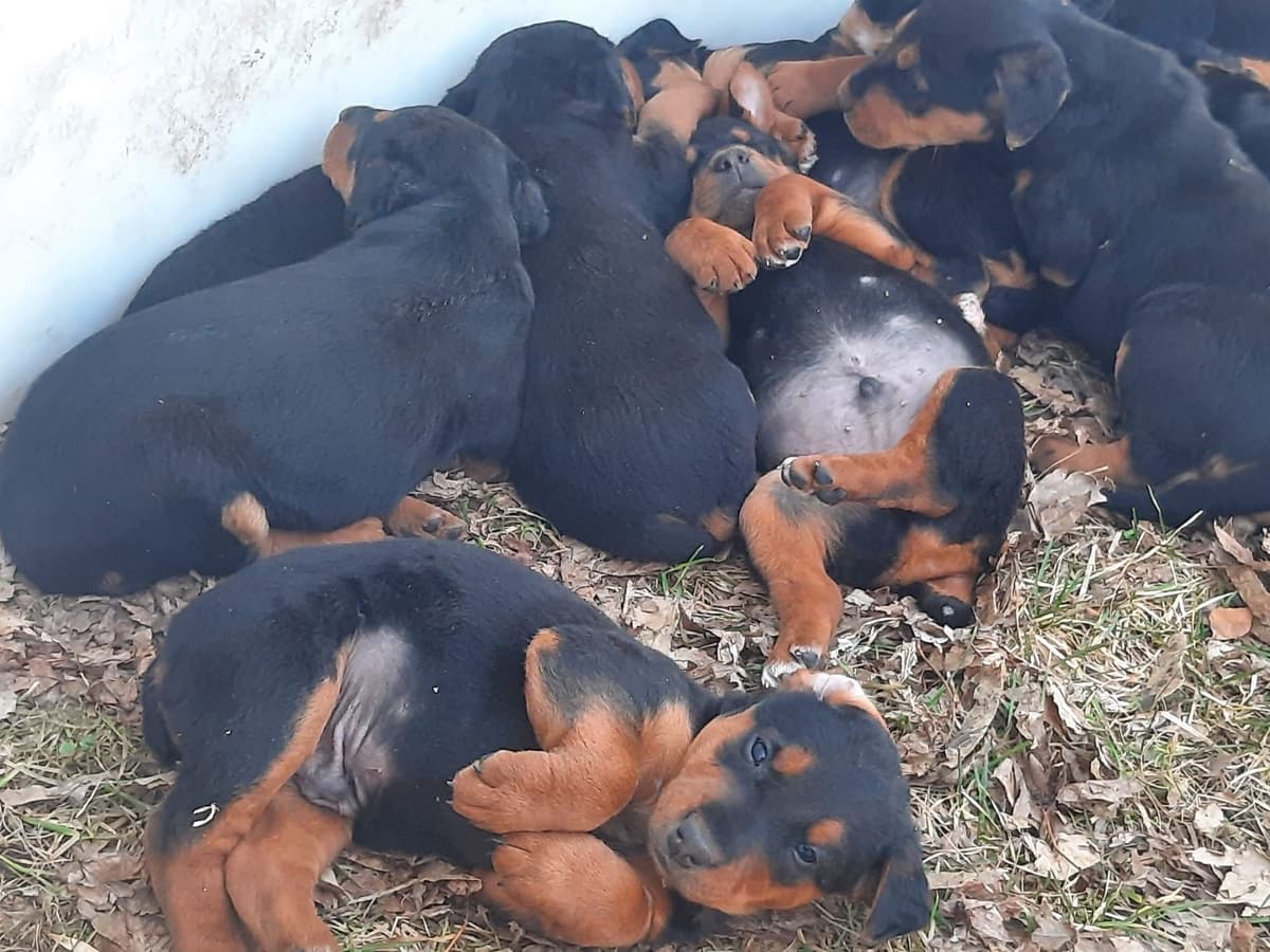 Airedale Terrier Puppies breeder image 17
