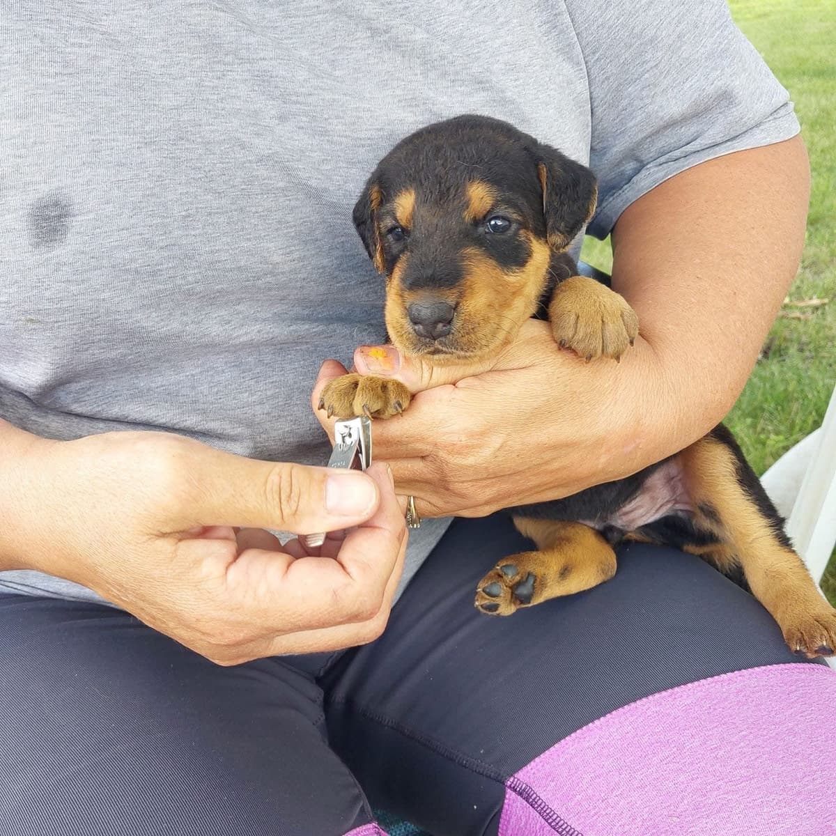 Airedale Terrier Puppies breeder image 18