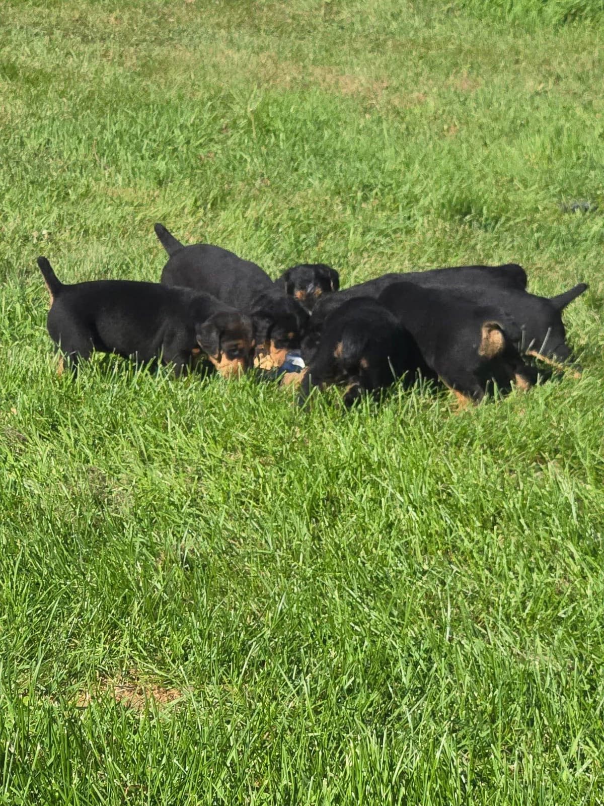 Airedale Terrier Puppies breeder image 20