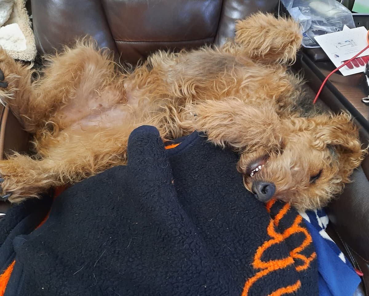 Airedale Terrier Puppies breeder image 19
