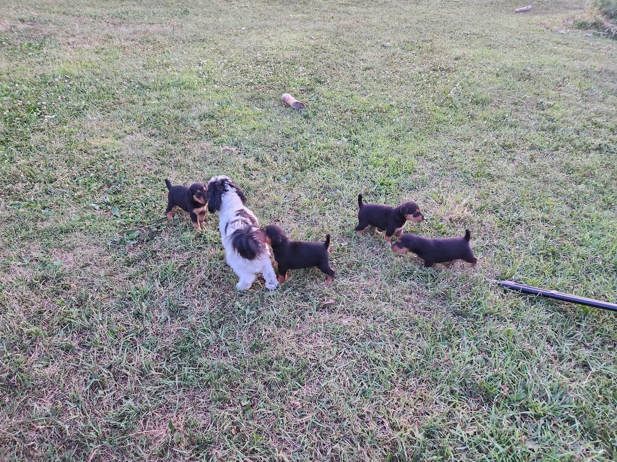 Airedale Terrier Puppies breeder image 21