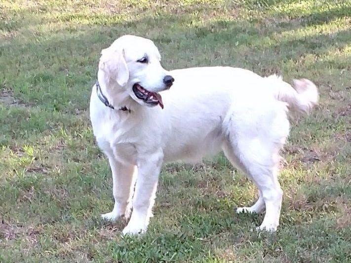 Sweet Golden Retriever Puppies breeder image 15
