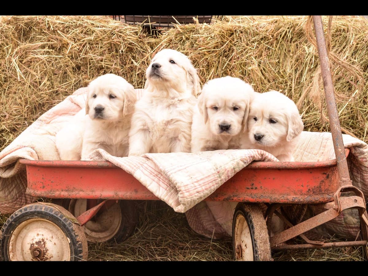 Sweet Golden Retriever Puppies breeder image 14