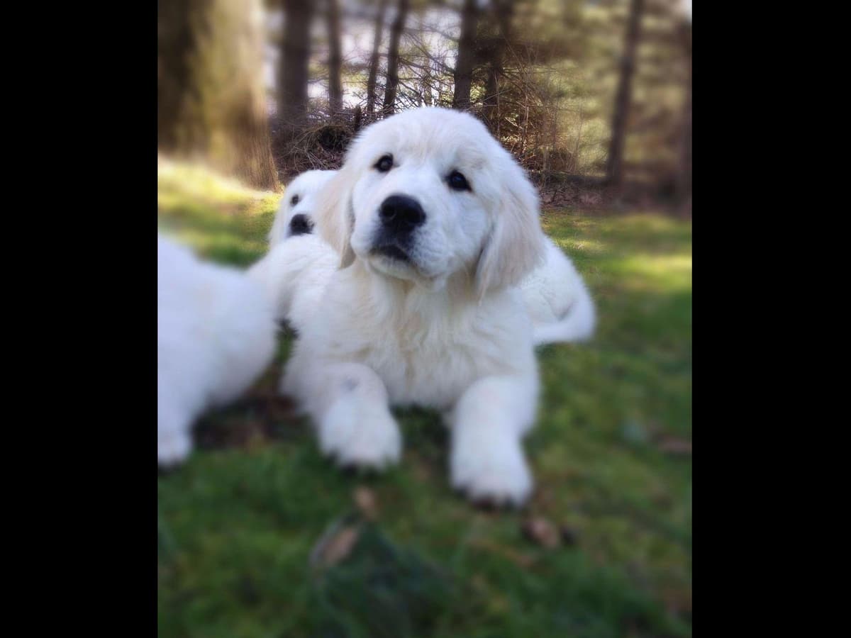 Sweet Golden Retriever Puppies breeder image 13
