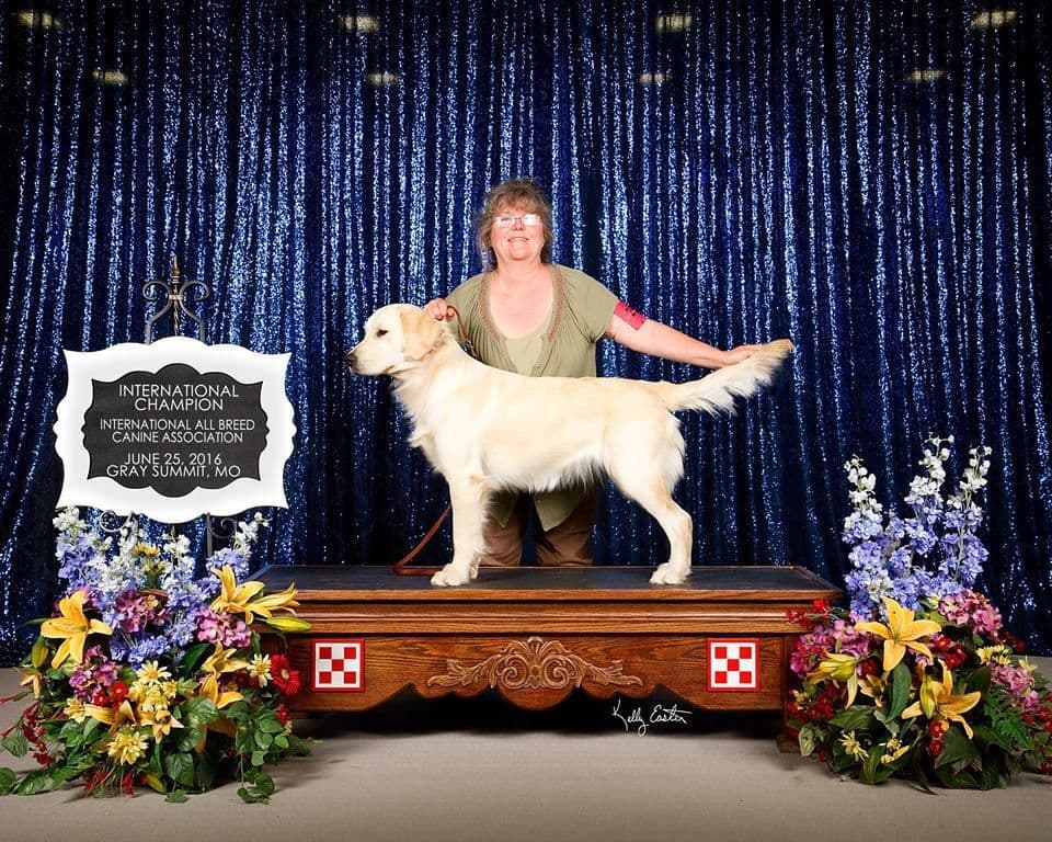 Sweet Golden Retriever Puppies breeder image 11