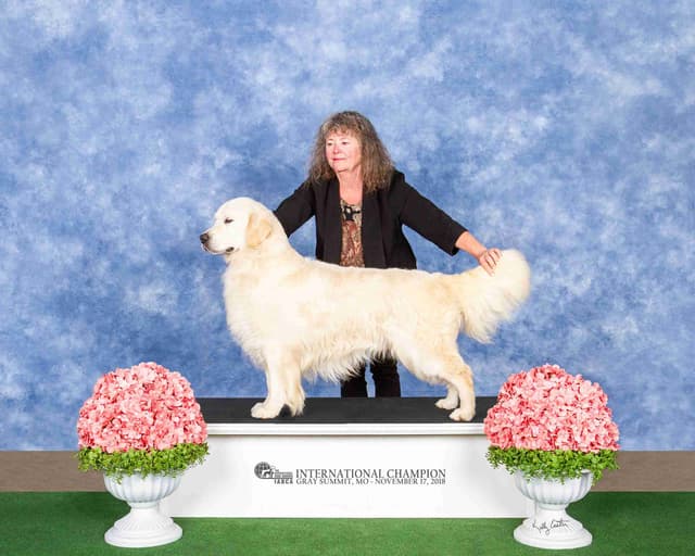 Sweet Golden Retriever Puppies media 3