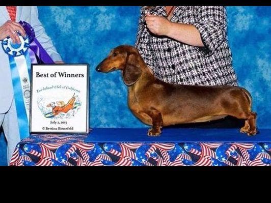 STANDARD SMOOTH DACHSHUNDS: WAIT LIST STARTED breeder image 2