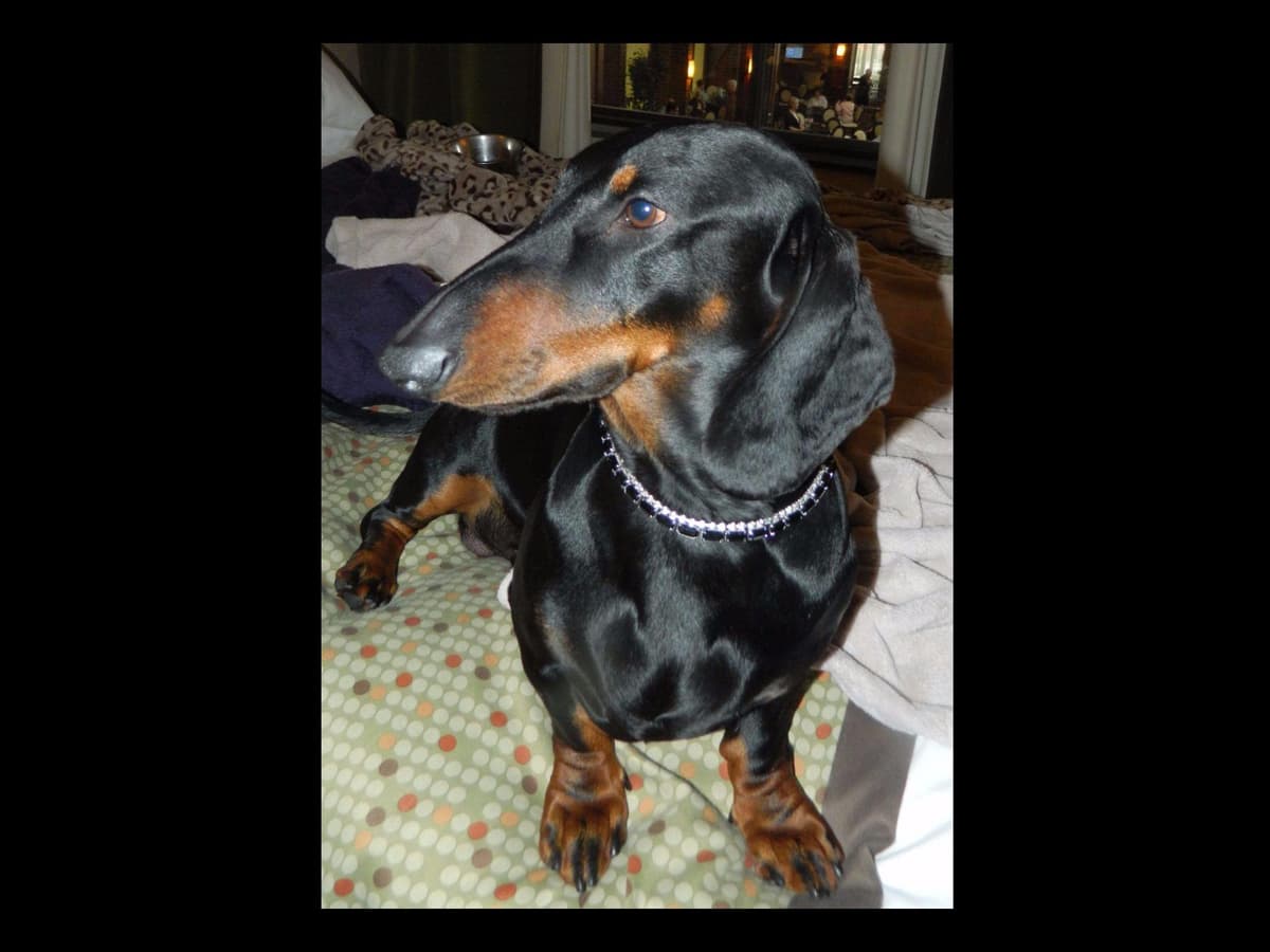 STANDARD SMOOTH DACHSHUNDS: WAIT LIST STARTED breeder image 3