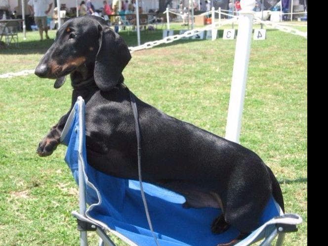 STANDARD SMOOTH DACHSHUNDS: WAIT LIST STARTED breeder image 5