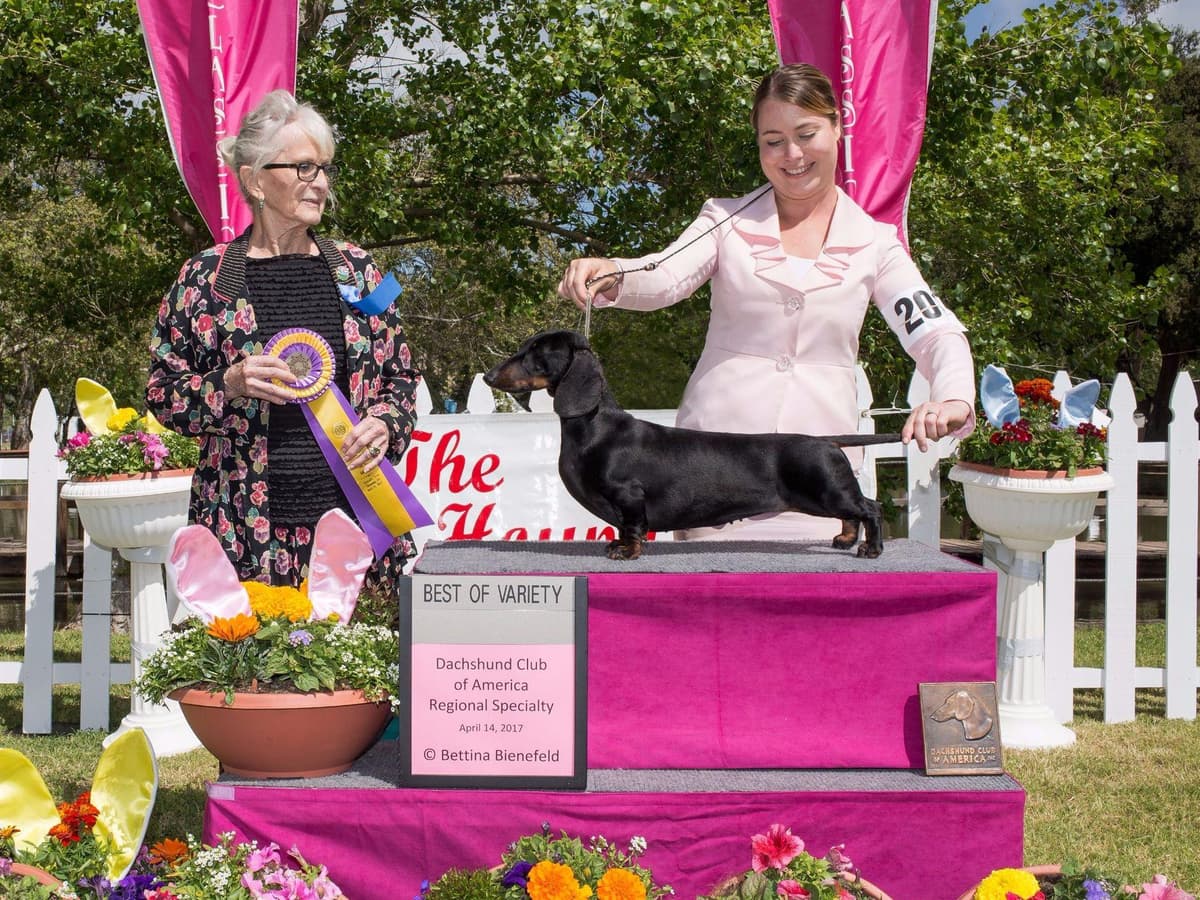 STANDARD SMOOTH DACHSHUNDS: WAIT LIST STARTED breeder image 6