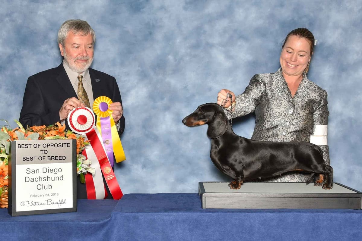 STANDARD SMOOTH DACHSHUNDS: WAIT LIST STARTED breeder image 8