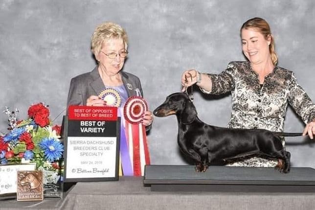 STANDARD SMOOTH DACHSHUNDS: WAIT LIST STARTED breeder image 11