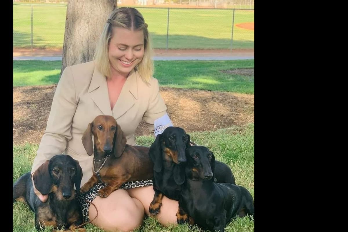 STANDARD SMOOTH DACHSHUNDS: WAIT LIST STARTED breeder image 12