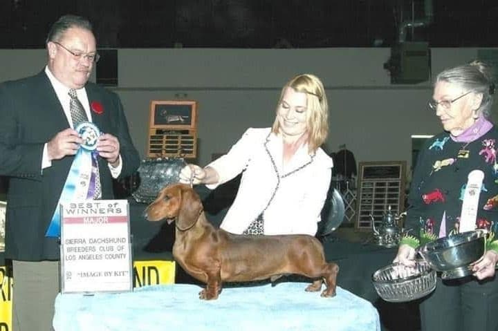 STANDARD SMOOTH DACHSHUNDS: WAIT LIST STARTED breeder image 13