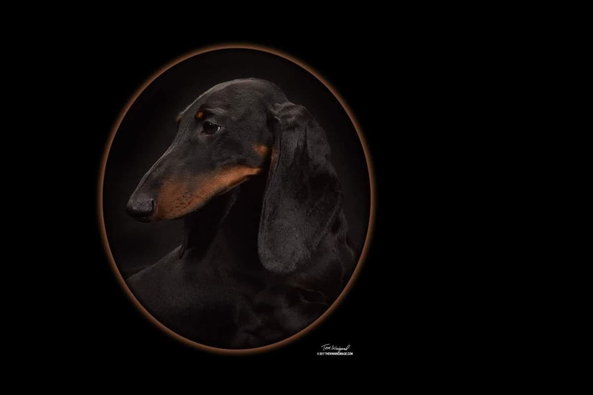 STANDARD SMOOTH DACHSHUNDS: WAIT LIST STARTED breeder image 14