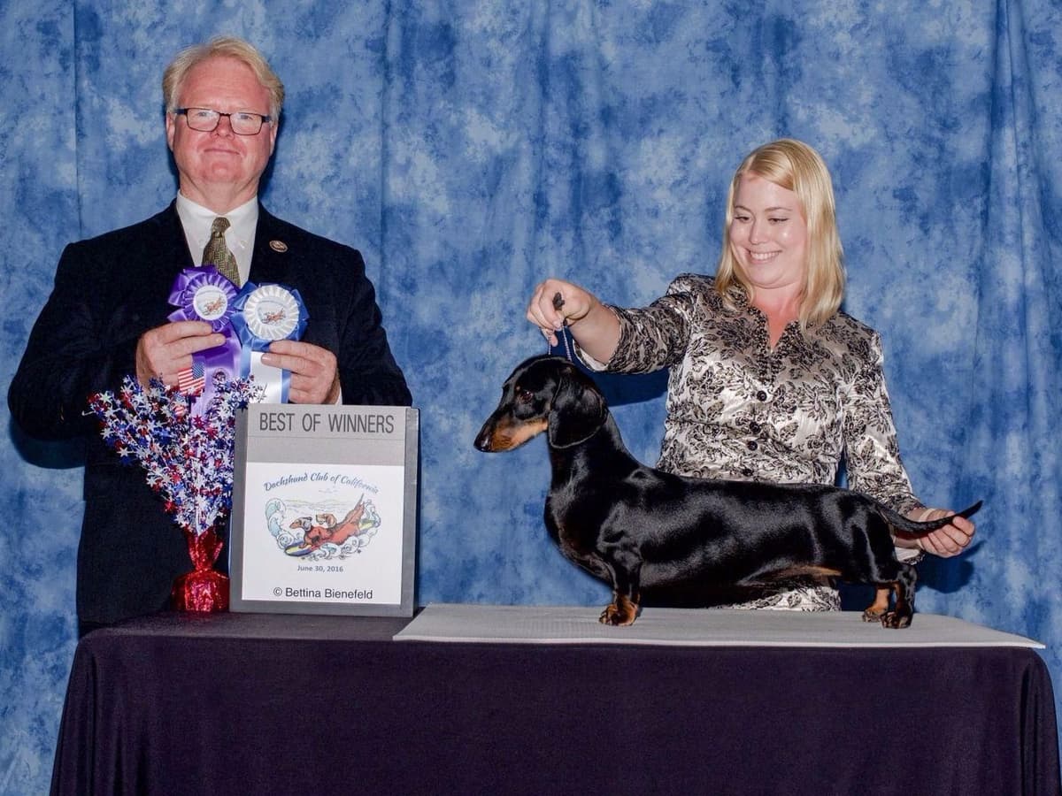 STANDARD SMOOTH DACHSHUNDS: WAIT LIST STARTED breeder image 15