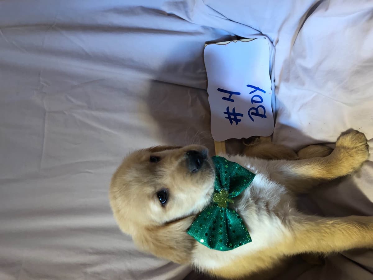 Golden Retriever Puppies breeder image 2
