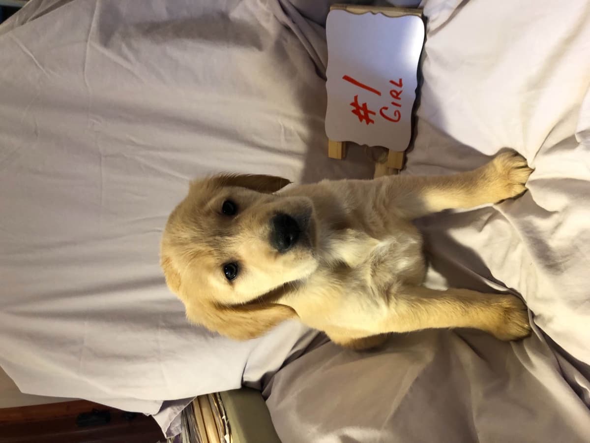 Golden Retriever Puppies breeder image 1