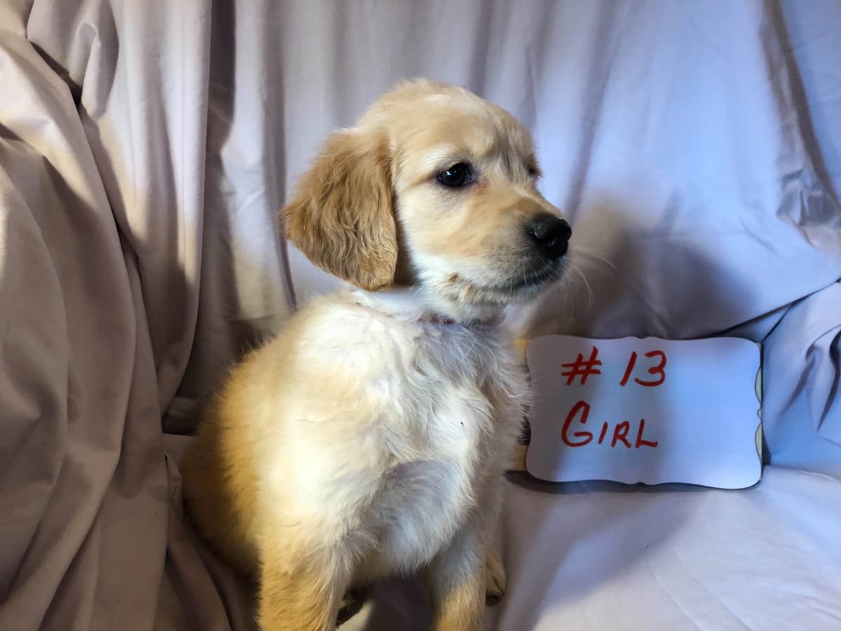 Golden Retriever Puppies breeder image 3