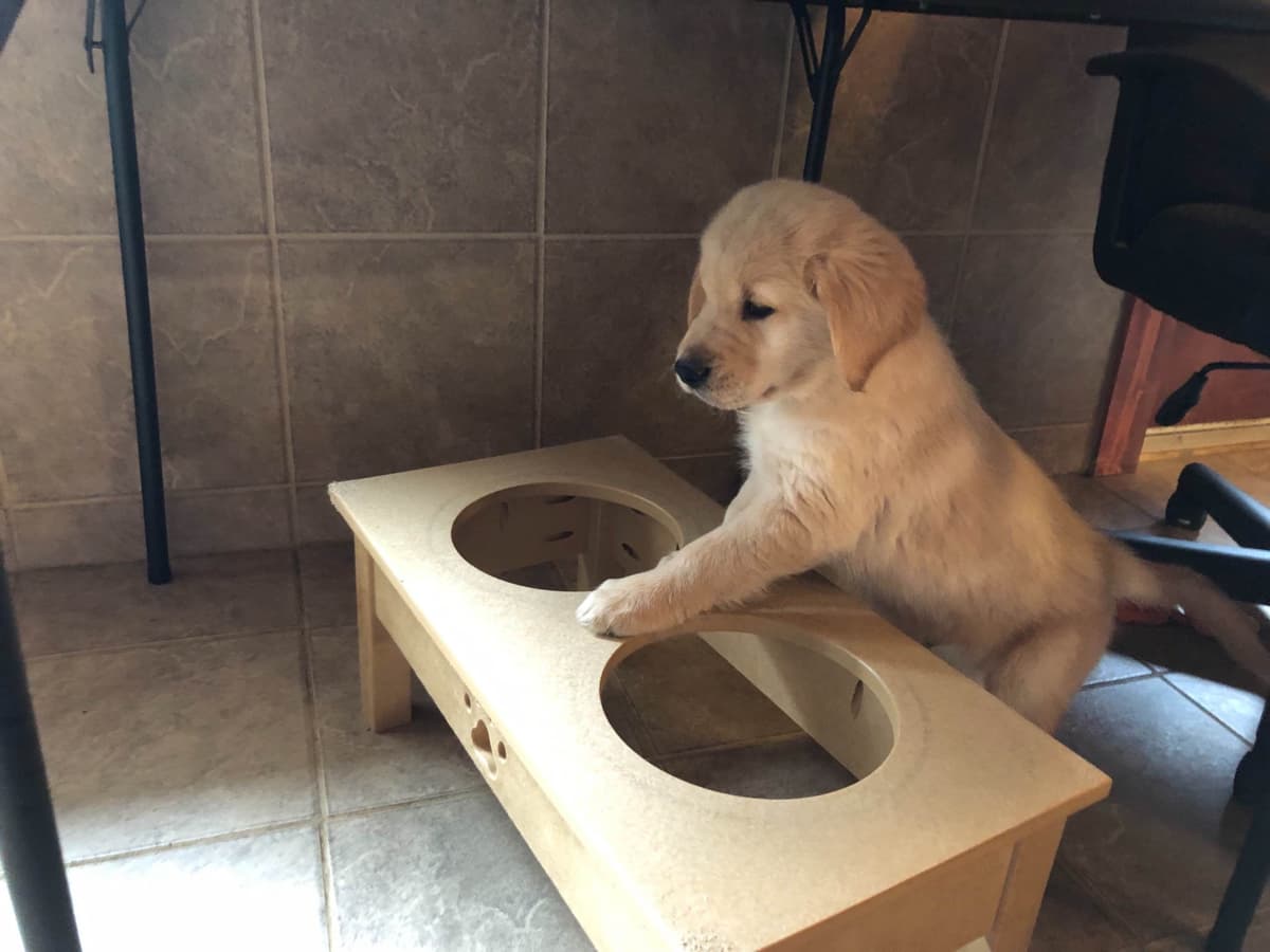 Golden Retriever Puppies breeder image 4