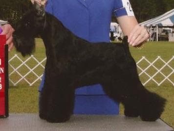 Miniature Schnauzer Puppies breeder image 1