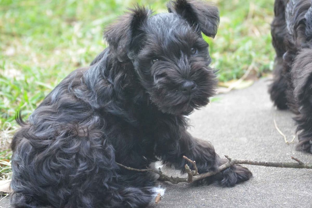 Miniature Schnauzer Puppies breeder image 3