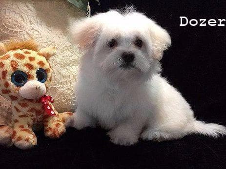 Dixie Puppies breeder image 9