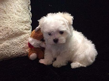 Dixie Puppies breeder image 4