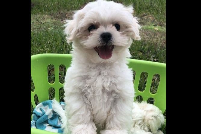 Dixie Puppies breeder image 13