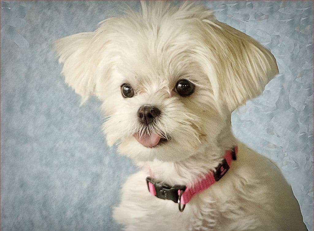 Dixie Puppies breeder image 17