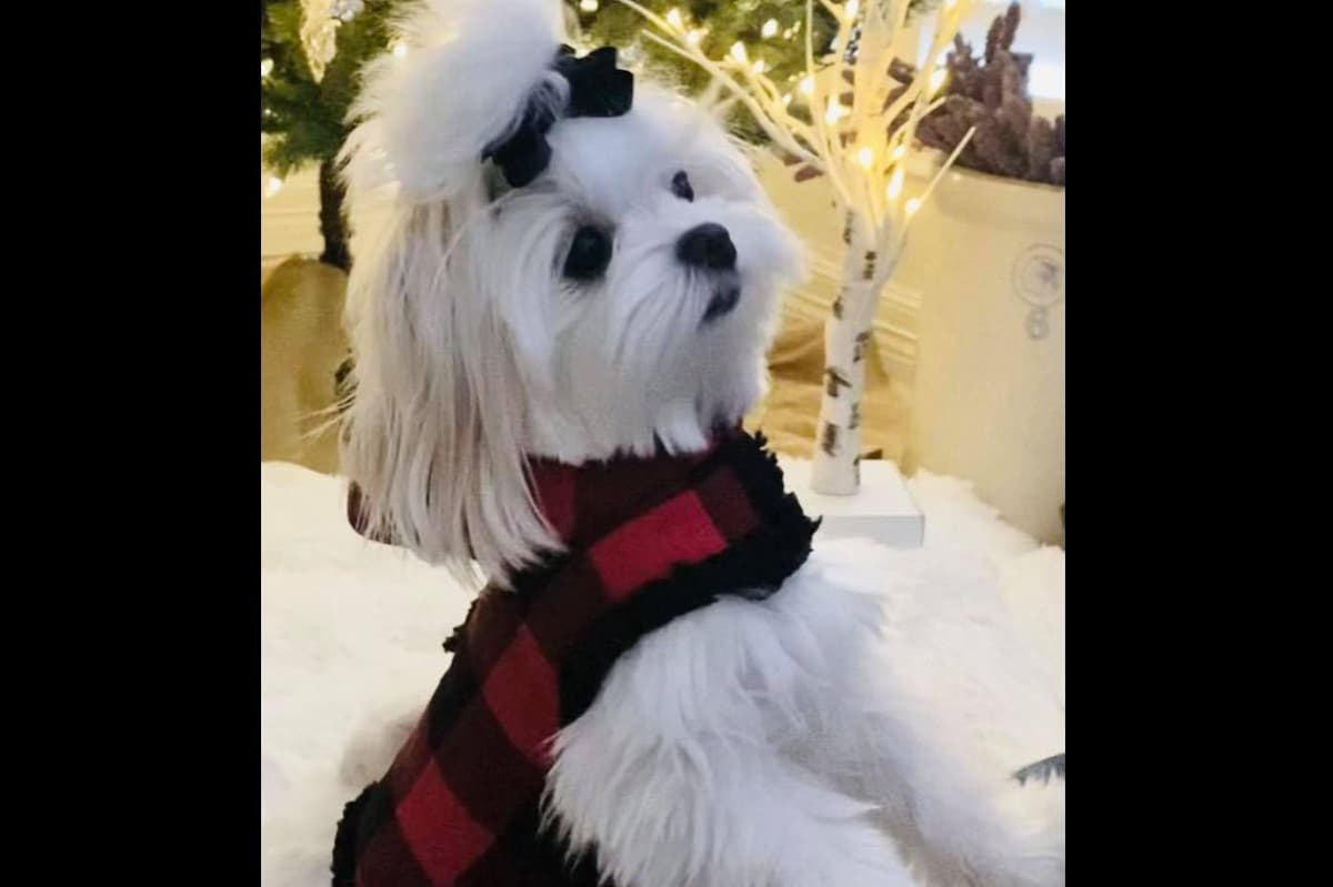 Dixie Puppies breeder image 19