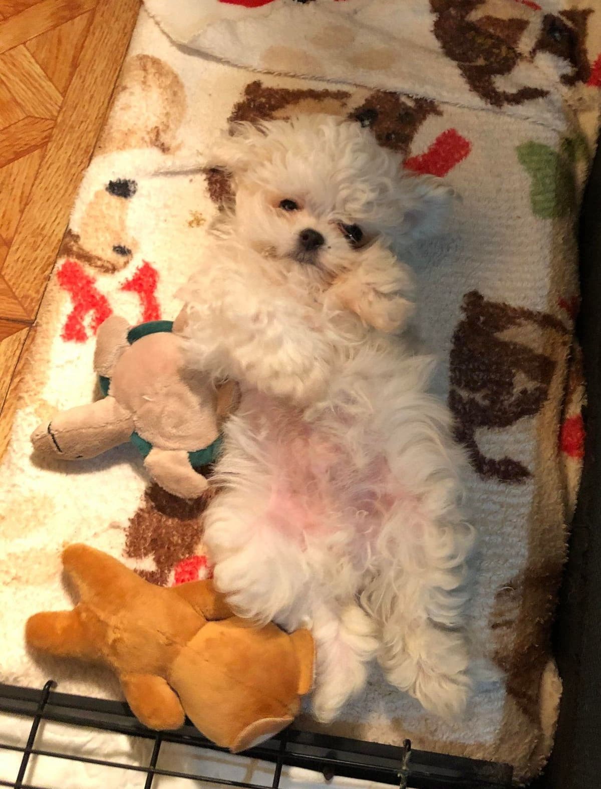 Dixie Puppies breeder image 3