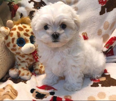 Dixie Puppies breeder image 2